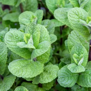 Mojito Mint Plant Live - 4-7 Inches - Fresh Herb