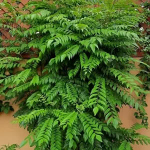 Moringa Tree Live Plant - 7-10 Inches - Fast Growing Medicinal Tree