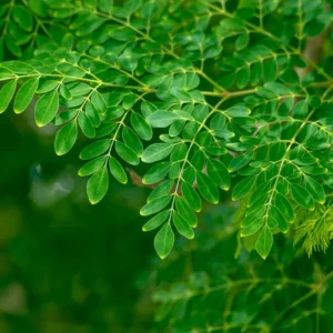 Moringa Tree Live Plant - 7-10 Inches - Fast Growing Medicinal Tree