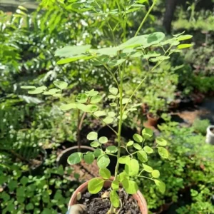 Moringa Tree Live Plant - 7-10 Inches - Fast Growing Medicinal Tree