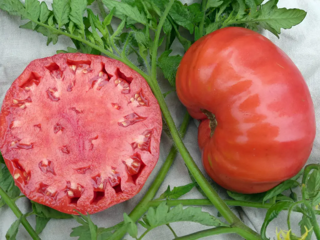 Mortgage Lifter tomatoes