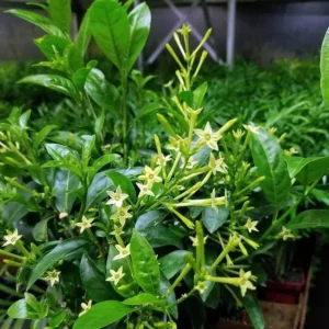 Night Blooming Jasmine Plant Live Starter Fragrant Flower Vine 4-8''