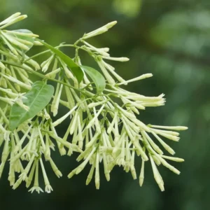 Night Blooming Jasmine Plant Live Starter Fragrant Flower Vine 4-8''