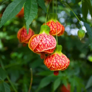 Orange Abutilon Plant Live - Lantern Bell Shaped Flowers Vine - 4-8'' Tall - Unique Blooms
