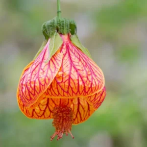 Orange Abutilon Plant Live - Lantern Bell Shaped Flowers Vine - 4-8'' Tall - Unique Blooms