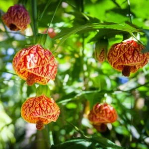 Orange Abutilon Plant Live - Lantern Bell Shaped Flowers Vine - 4-8'' Tall - Unique Blooms