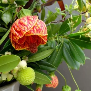 Orange Abutilon Plant Live - Lantern Bell Shaped Flowers Vine - 4-8'' Tall - Unique Blooms