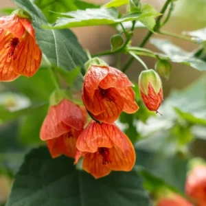 Orange Abutilon Plant Live - Lantern Bell Shaped Flowers Vine - 4-8'' Tall - Unique Blooms