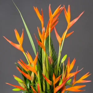 Orange Bird of Paradise Plant Live - Strelitzia Reginae - 5-9 Inch Houseplant