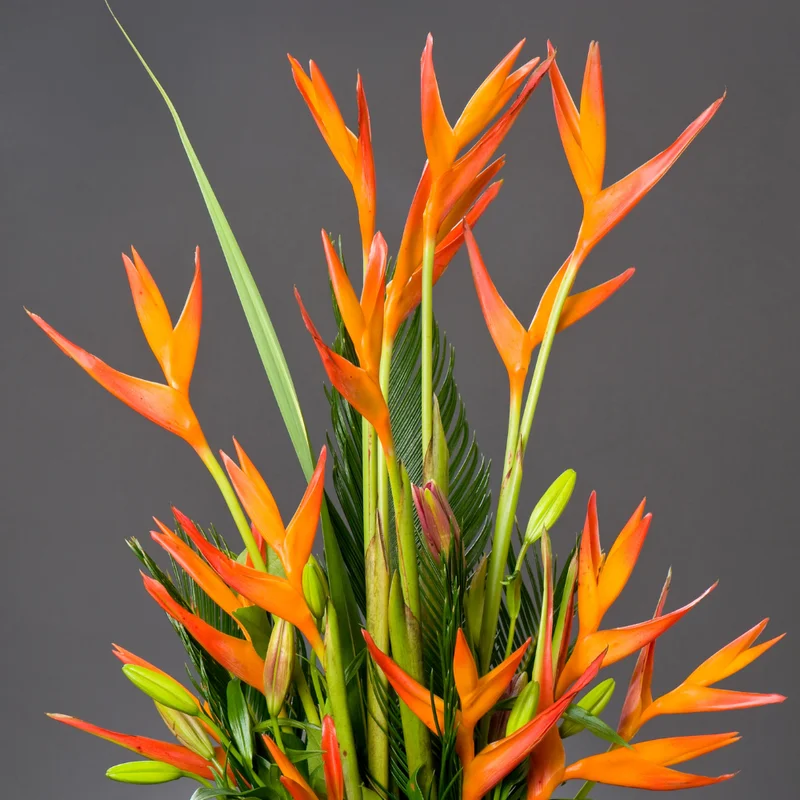 Orange Bird of Paradise Plant Live - Strelitzia Reginae - 5-9 Inch Houseplant