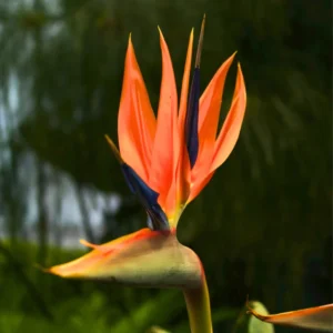 Orange Bird of Paradise Plant Live - Strelitzia Reginae - 5-9 Inch Houseplant