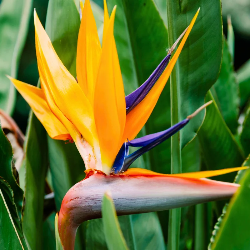 Orange Bird of Paradise Plant Live - Strelitzia Reginae - 5-9 Inch Houseplant