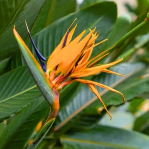 Orange Bird of Paradise Plant Live - Strelitzia Reginae - 5-9 Inch Houseplant