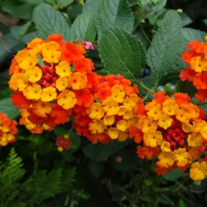 Orange Lantana Live Plants - Perennial Flowering Outdoor Plant 4-8''
