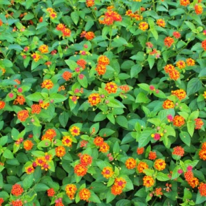 Orange Lantana Live Plants - Perennial Flowering Outdoor Plant 4-8''