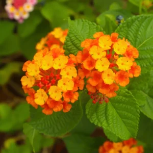 Orange Lantana Live Plants - Perennial Flowering Outdoor Plant 4-8''