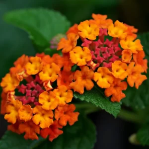 Orange Lantana Live Plants - Perennial Flowering Outdoor Plant 4-8''
