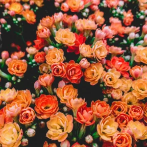 Orange Mini Rose Plant 3-5 Inch Tall - Potted Live Plant