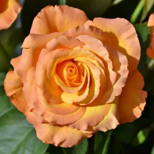 Orange Mini Rose Plant 3-5 Inch Tall - Potted Live Plant