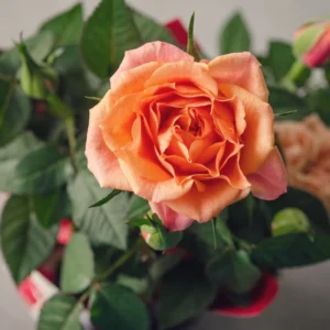 Orange Mini Rose Plant 3-5 Inch Tall - Potted Live Plant