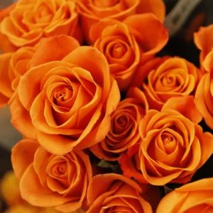 Orange Mini Rose Plant 3-5 Inch Tall - Potted Live Plant