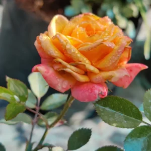 Orange Mini Rose Plant 3-5 Inch Tall - Potted Live Plant