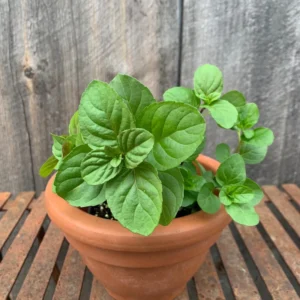 Orange Mint Plant Live - Perennial Herb - 4-7 Inches - Outdoor Planting