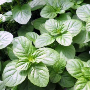 Orange Mint Plant Live - Perennial Herb - 4-7 Inches - Outdoor Planting