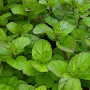 Orange Mint Plant Live - Perennial Herb - 4-7 Inches - Outdoor Planting