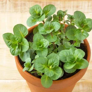 Orange Mint Plant Live - Perennial Herb - 4-7 Inches - Outdoor Planting