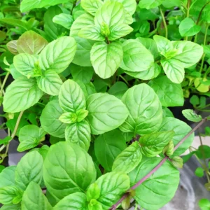 Orange Mint Plant Live - Perennial Herb - 4-7 Inches - Outdoor Planting