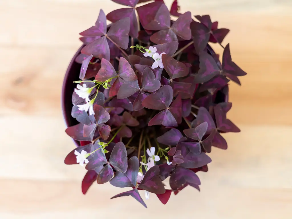 Oxalis triangularis Indoor Care