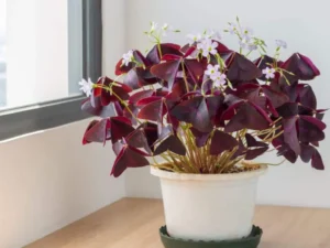 Oxalis triangularis (purple shamrock)