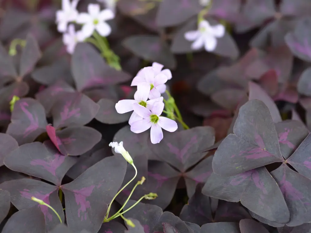 Oxalis triangularis