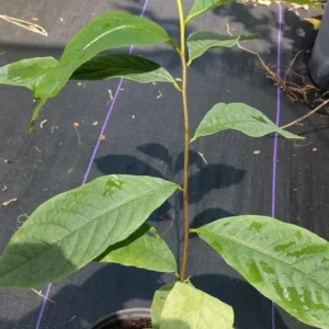 Pawpaw Tree Plant Live - 1 Year Old - 6-10 Inches