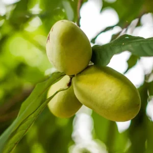 Pawpaw Tree Plant Live - 1 Year Old - 6-10 Inches