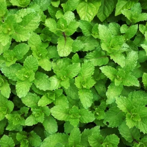 Peppermint Plant Live - Mint Herb Plant 4-7 Inches - Outdoor Planting