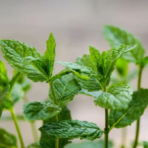 Peppermint Plant Live - Mint Herb Plant 4-7 Inches - Outdoor Planting