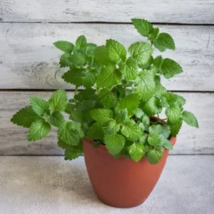 Peppermint Plant Live - Mint Herb Plant 4-7 Inches - Outdoor Planting
