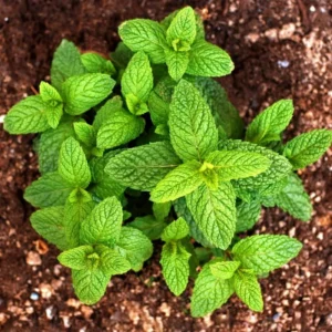Peppermint Plant Live - Mint Herb Plant 4-7 Inches - Outdoor Planting