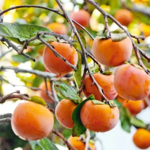 Persimmon Tree Live Plant - American Persimmon Fruit Tree Rooted 6-12''
