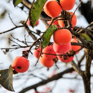 Persimmon Tree Live Plant - American Persimmon Fruit Tree Rooted 6-12''
