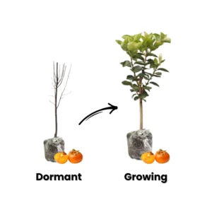 Persimmon Tree Live Plant - American Persimmon Fruit Tree Rooted 6-12''