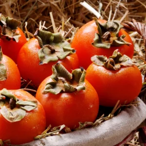 Persimmon Tree Live Plant - American Persimmon Fruit Tree Rooted 6-12''