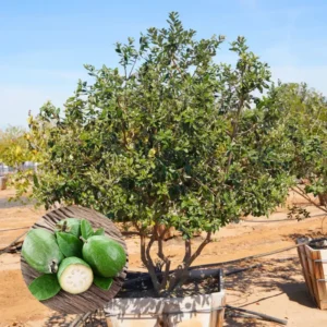 Pineapple Guava Live Plant - Tropical Guava Fruit Tree - 4-8 Inches Ready to Grow