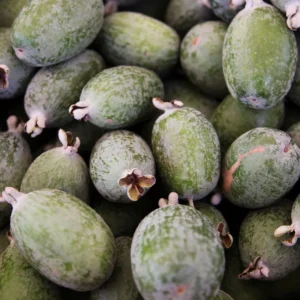 Pineapple Guava Live Plant - Tropical Guava Fruit Tree - 4-8 Inches Ready to Grow