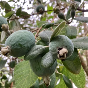 Pineapple Guava Live Plant - Tropical Guava Fruit Tree - 4-8 Inches Ready to Grow