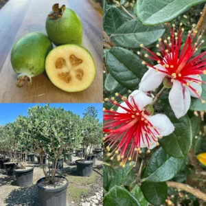 Pineapple Guava Live Plant - Tropical Guava Fruit Tree - 4-8 Inches Ready to Grow