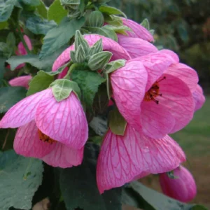 Pink Abutilon Plant Live - Lantern Bell Shaped Flowers Vine - 4-8'' Tall
