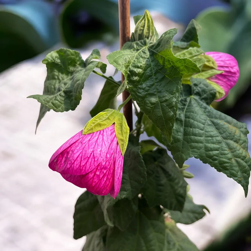 Pink Abutilon Plant Live - Lantern Bell Shaped Flowers Vine - 4-8'' Tall